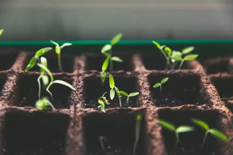 Starting a Shipping Container Farm, Garden or Greenhouse